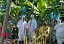 Anuncian detección de mal de panamá raza 4 en la provincia de el Oro