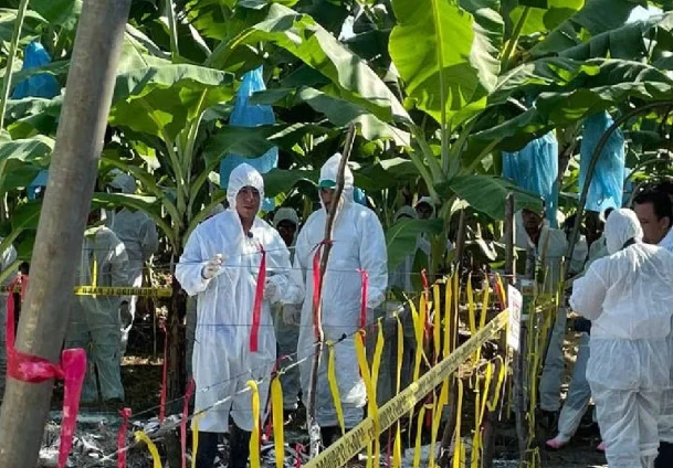 Anuncian detección de mal de panamá raza 4 en la provincia de el Oro