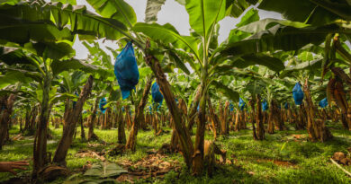 Costa Rica y México unen esfuerzos para garantizar la bioseguridad en el Congreso Internacional del Banano 2026