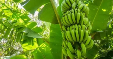 Alianza Global intensifica acciones para contener el R4T en la industria bananera