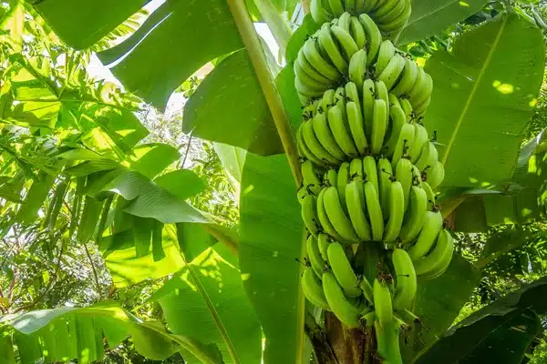 Alianza Global intensifica acciones para contener el R4T en la industria bananera